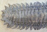 Crotalocephalina Trilobite - Foum Zguid, Morocco #38798-2